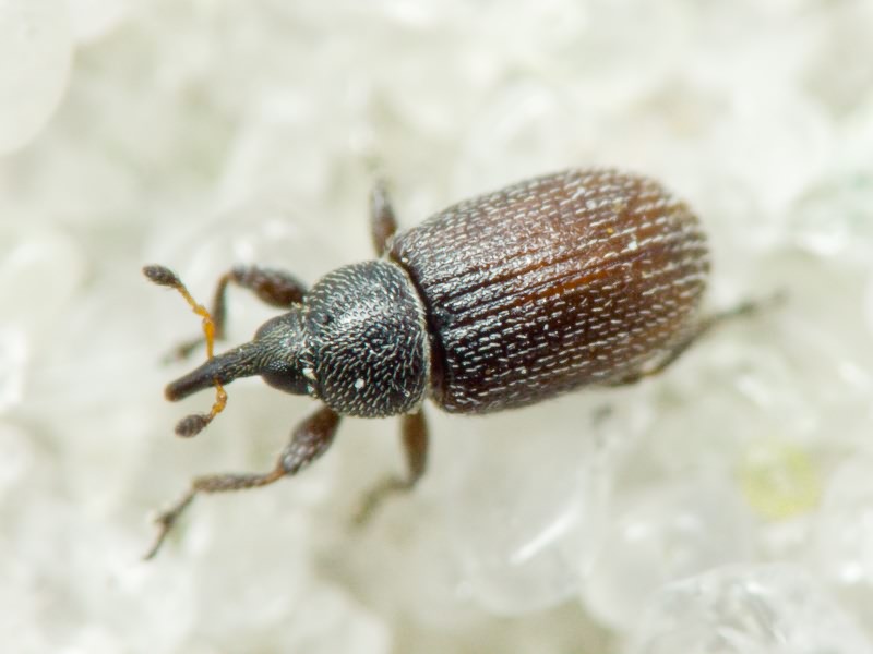 Gymnetron melanarium Germar, 1821